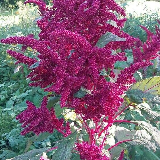 Amaranthus hypochondriacus Fiore