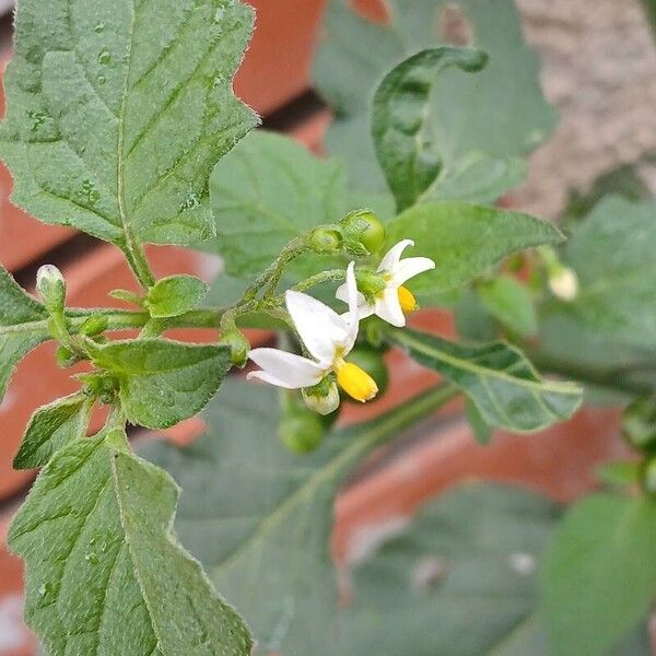 Solanum nigrum Blodyn