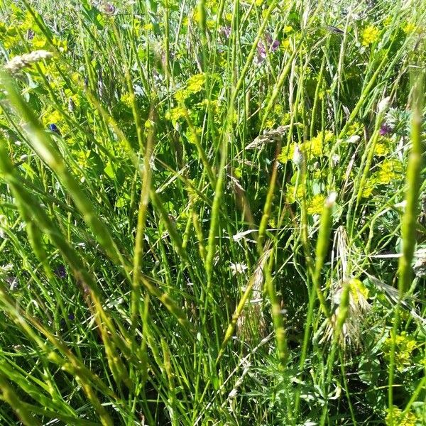 Aegilops cylindrica Flor