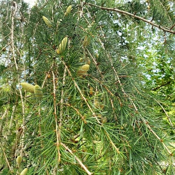 Cedrus deodara Lehti