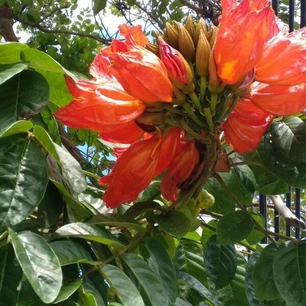 Spathodea campanulata Bloem