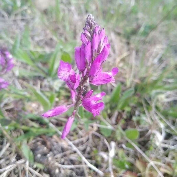 Polygala major Λουλούδι