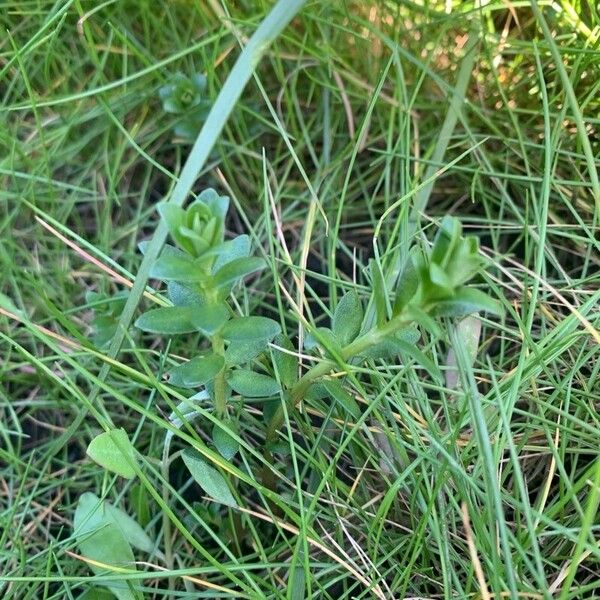 Lysimachia maritima ഇല