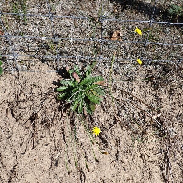 Hypochaeris radicata Habit