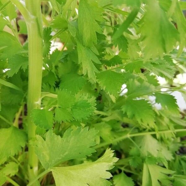 Pimpinella anisum Rinde