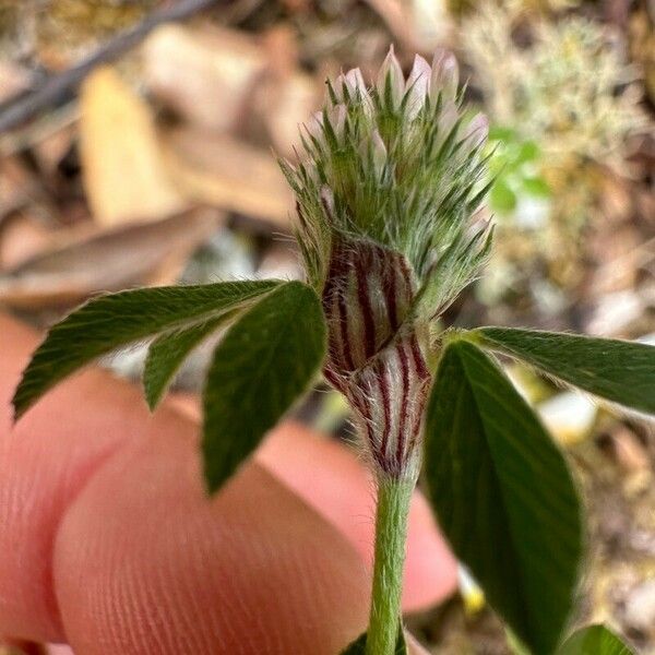 Trifolium striatum Flower