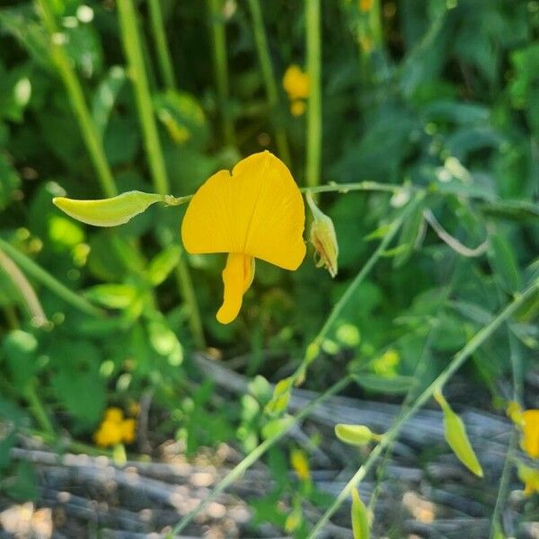 Crotalaria juncea Fiore