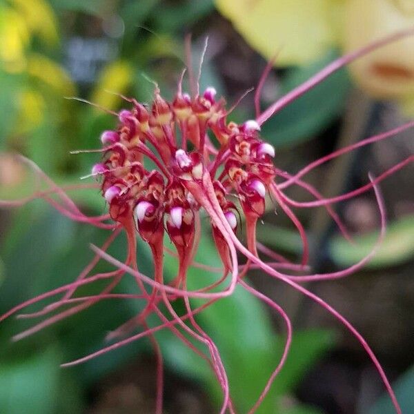 Bulbophyllum gracillimum Blüte