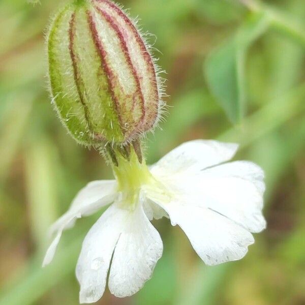 Silene dichotoma Blomma