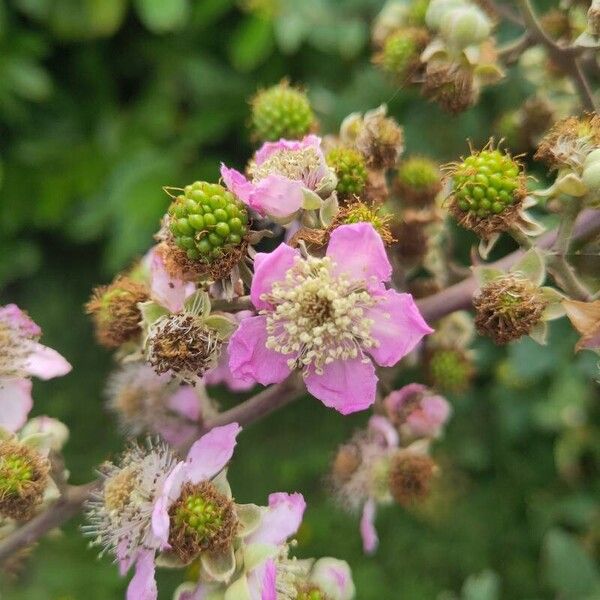 Rubus ulmifolius Цвят