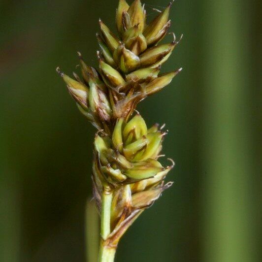 Carex heleonastes Frucht