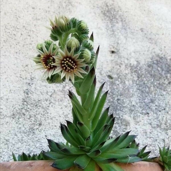 Sempervivum tectorum Flor