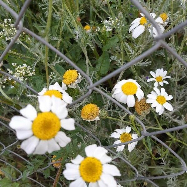 Anthemis tomentosa Flower