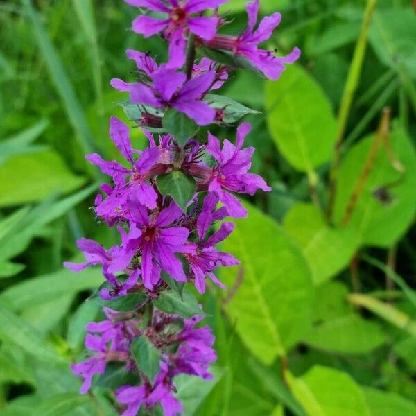 Lythrum salicaria Flors