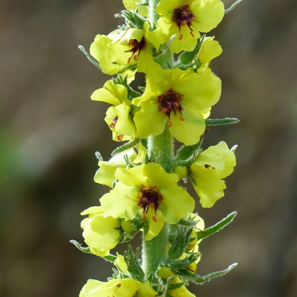 Verbascum boerhavii その他の提案