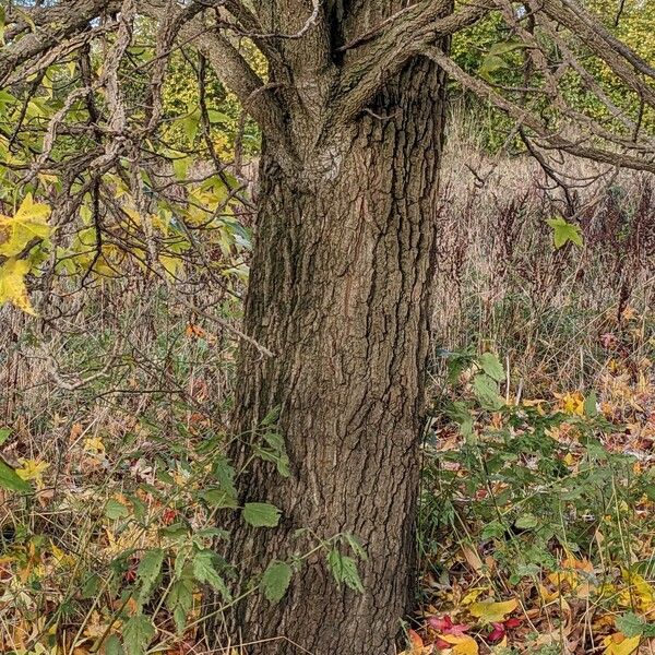 Liquidambar styraciflua Rusca