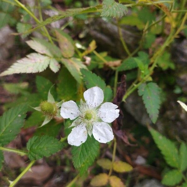 Rubus rosifolius Flor