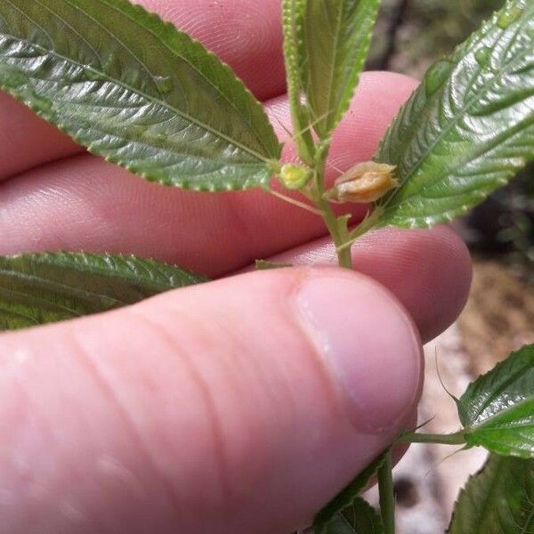 Corchorus olitorius Flower