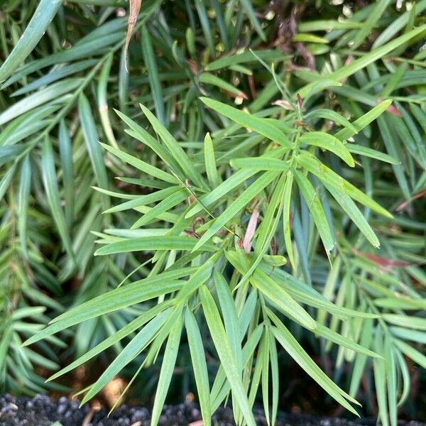 Podocarpus salignus Folha