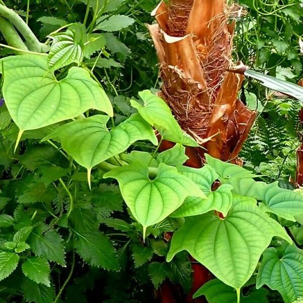 Dioscorea bulbifera Blatt