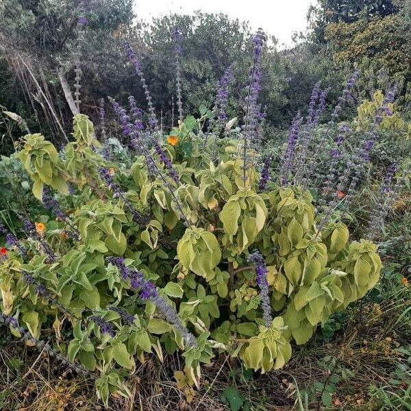 Plectranthus barbatus Habitus