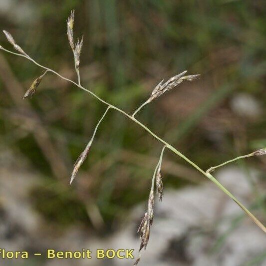 Cleistogenes serotina Fruit