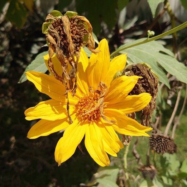 Tithonia diversifolia Cvet