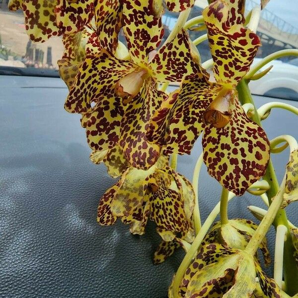 Grammatophyllum speciosum Blüte