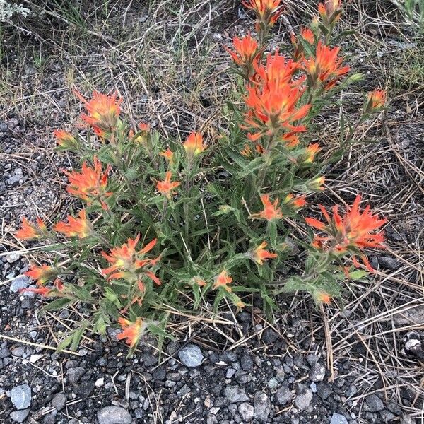 Castilleja pruinosa Fleur