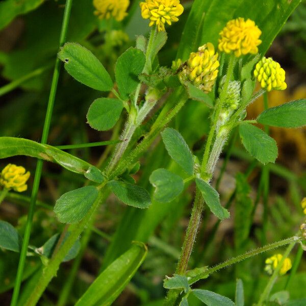 Medicago lupulina عادت