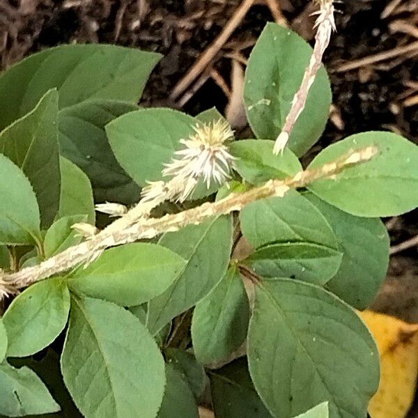 Achyranthes aspera Blüte