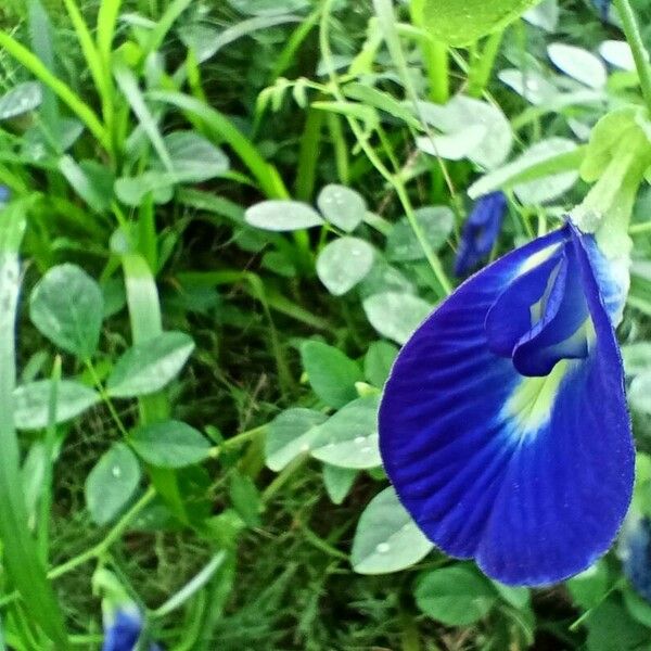 Clitoria ternatea Blomma