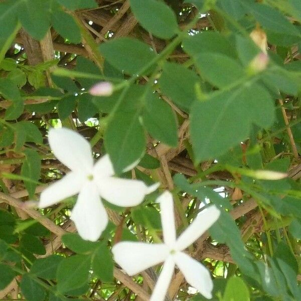 Jasminum grandiflorum फूल