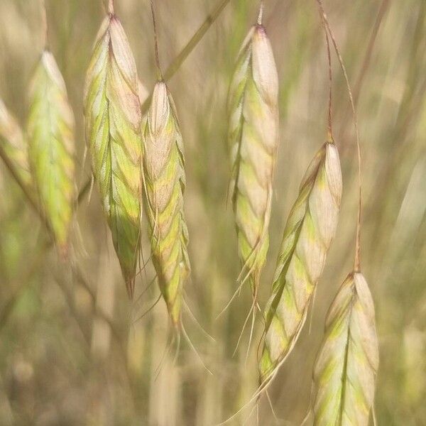 Bromus squarrosus Цвят