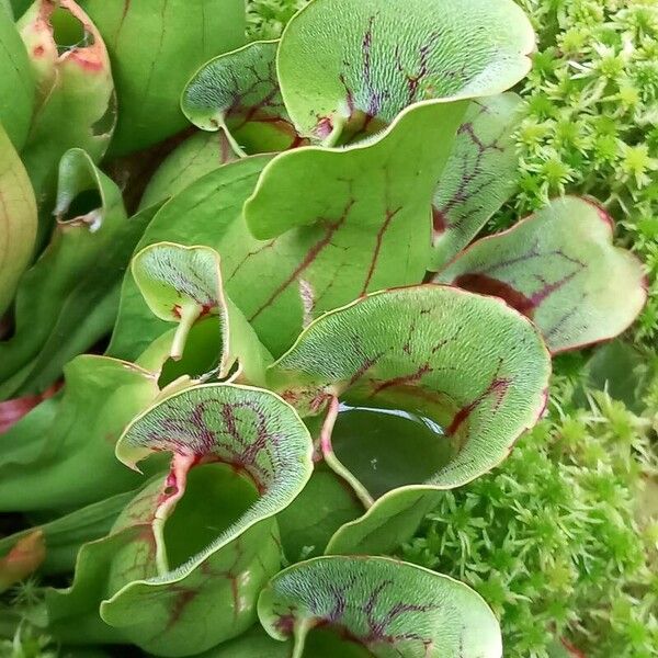 Sarracenia purpurea পাতা