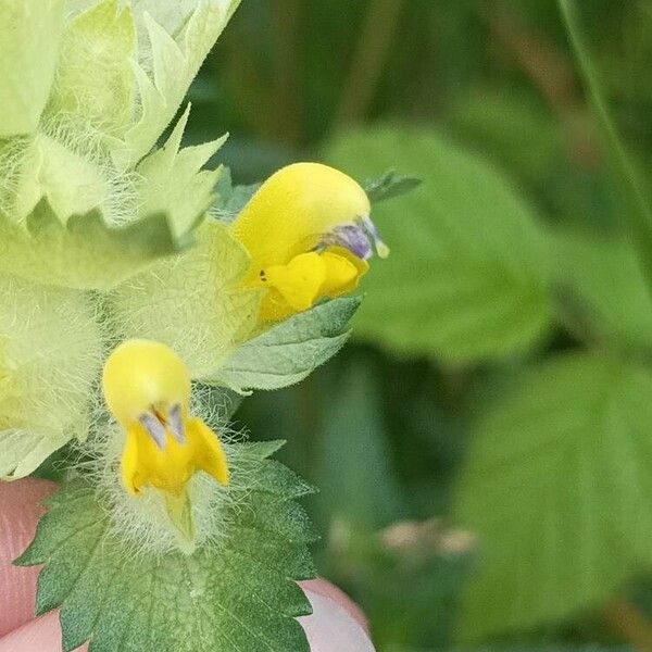 Rhinanthus alectorolophus Floare