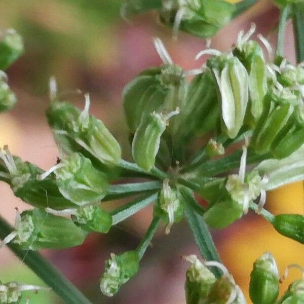 Angelica sylvestris ഫലം