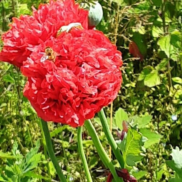 Papaver somniferum 花