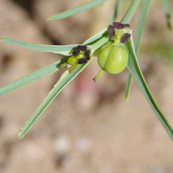 Euphorbia calyptrata ফল