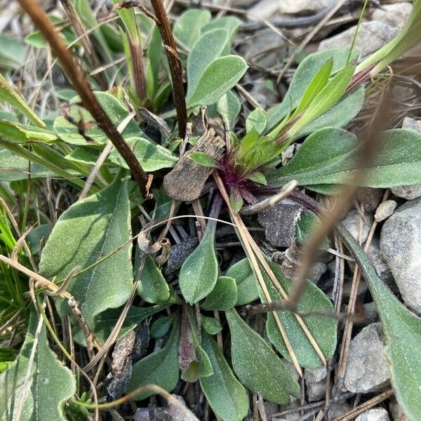 Globularia vulgaris 葉