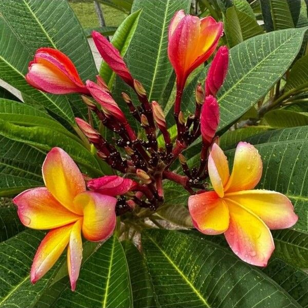 Plumeria rubra Flower