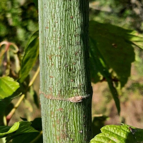 Acer negundo Bark