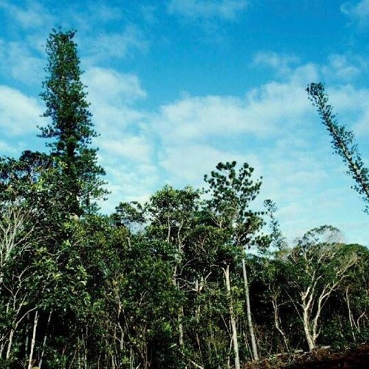 Araucaria nemorosa Habit