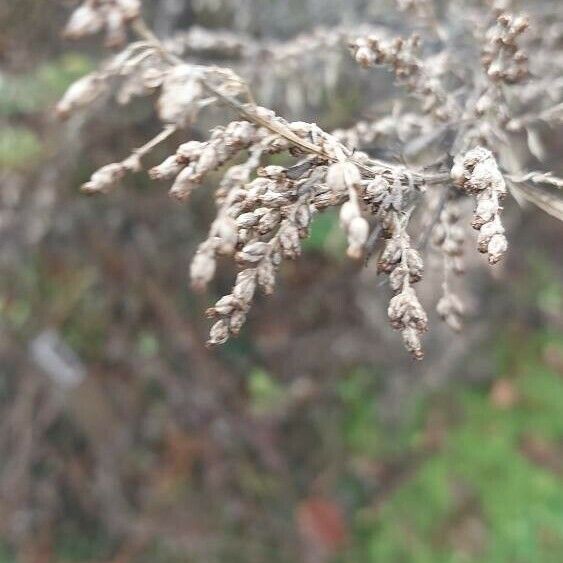 Artemisia verlotiorum ᱡᱚ