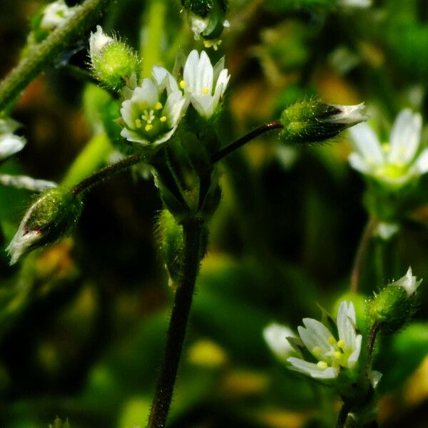 Cerastium pumilum Kukka