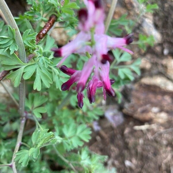 Fumaria muralis Flower