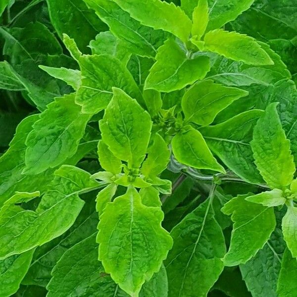 Ocimum gratissimum Leaf