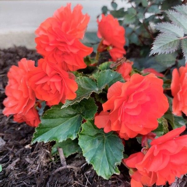 Begonia grandis Flor