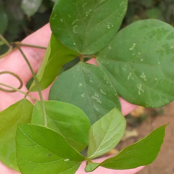 Desmodium incanum Levél