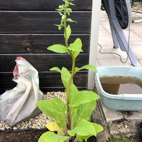 Digitalis thapsi Lehti